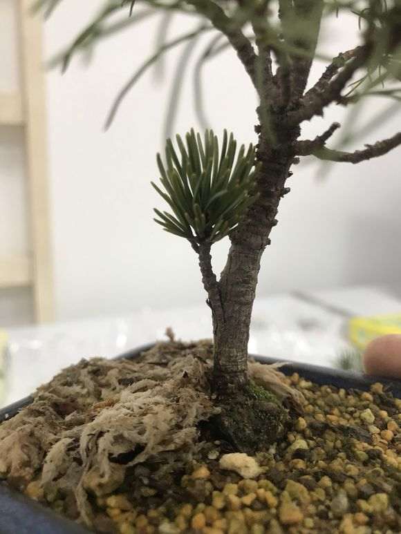 冬天嫁接五针松下山桩能活吗 图片