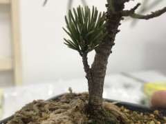 冬天嫁接五针松下山桩能活吗 图片