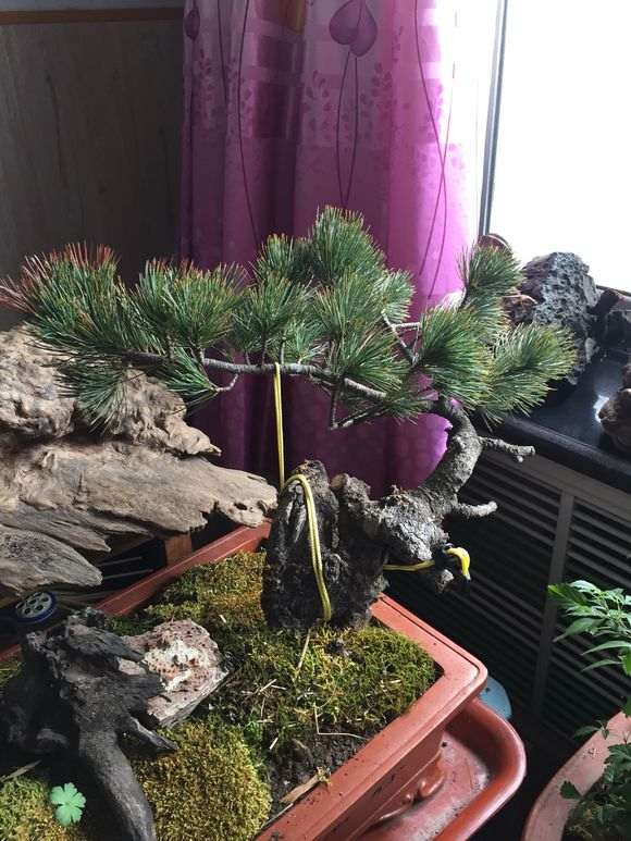 偃松下山桩的顶芽白色的絮状物是病吗