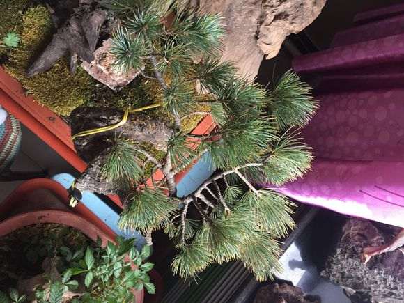 偃松下山桩的顶芽白色的絮状物是病吗