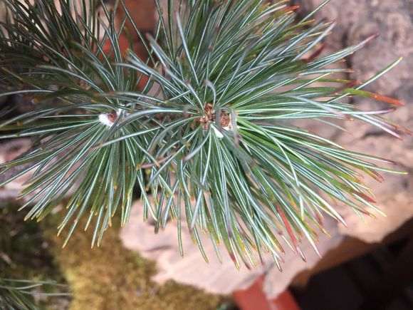 偃松下山桩的顶芽白色的絮状物是病吗