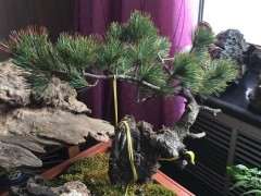 偃松下山桩的顶芽白色的絮状物是病吗