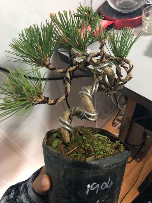 黑松下山桩怎么用赤玉土种植 图片
