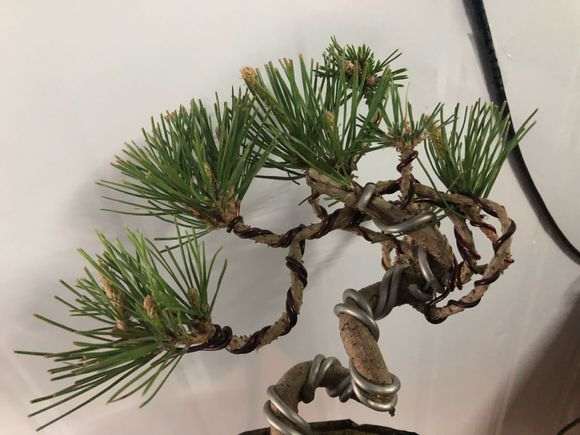 黑松下山桩怎么用赤玉土种植 图片