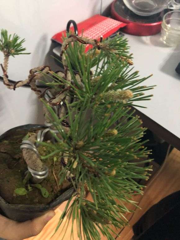 黑松下山桩怎么用赤玉土种植 图片