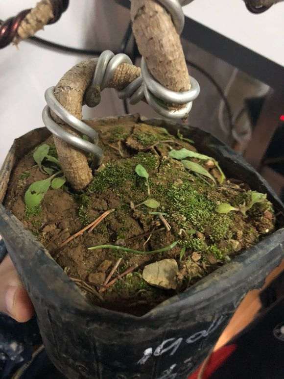 黑松下山桩怎么用赤玉土种植 图片