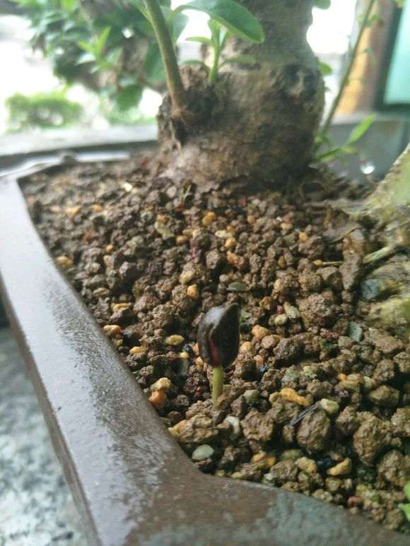 四国五针松下山桩 两个月了一点动静没有