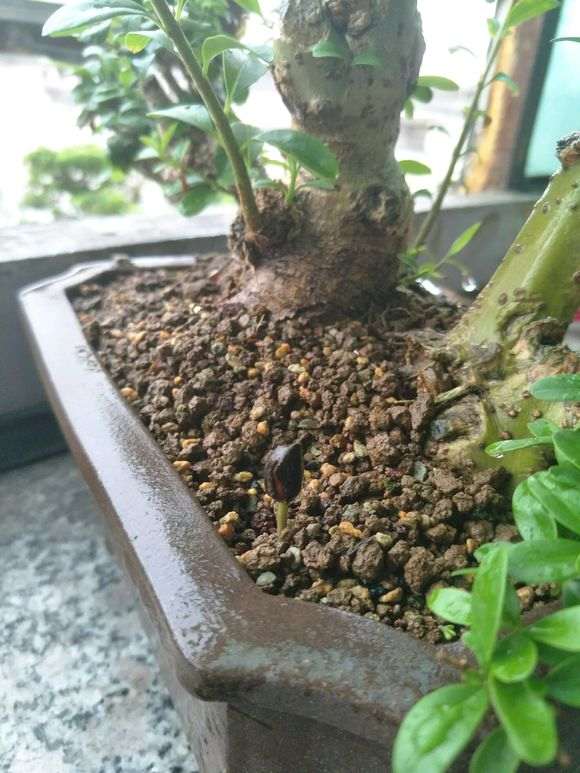 四国五针松下山桩 两个月了一点动静没有