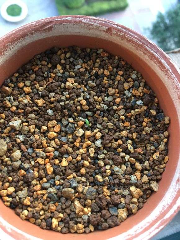 四国五针松下山桩 两个月了一点动静没有