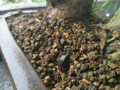 四国五针松下山桩 两个月了一点动静没有