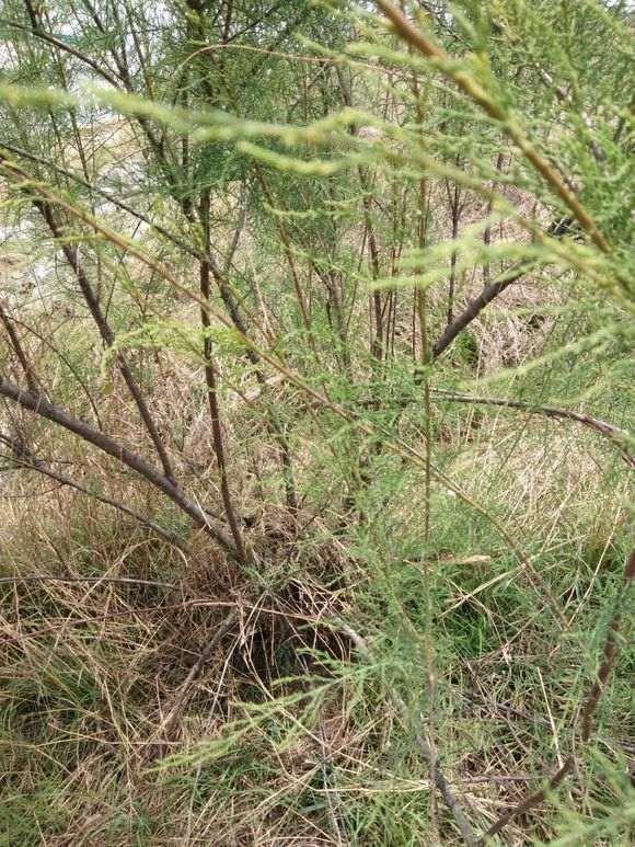 这是什么下山桩 叶子长得像柏树 图片