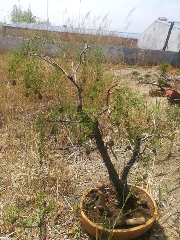 这是什么下山桩 叶子长得像柏树 图片