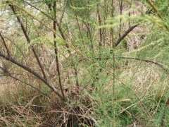 这是什么下山桩 叶子长得像柏树 图片