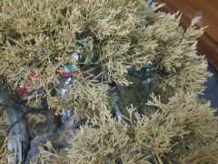 柏树下山桩叶子黄了怎么办 图片