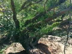 看看咱的柏树下山桩疙瘩 可以吗 图片