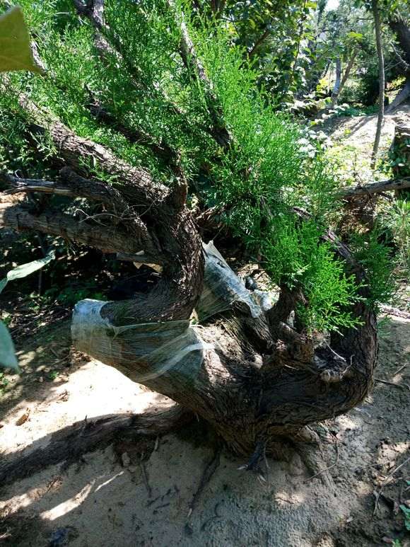 谁知道 哪里有卖柏树下山桩的 不卖找好