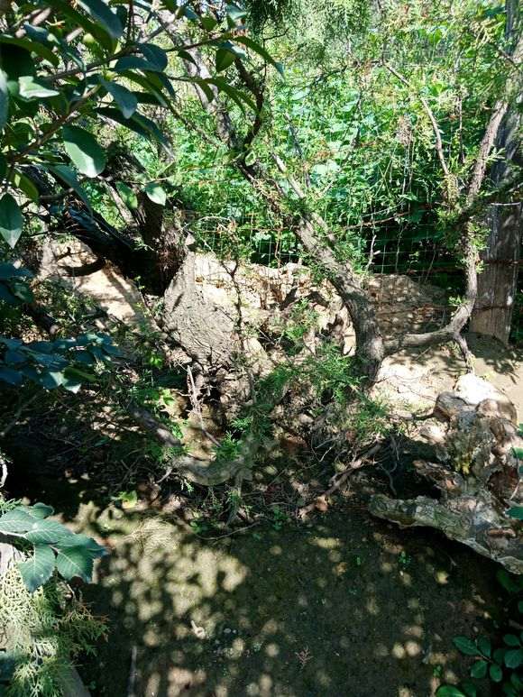 谁知道 哪里有卖柏树下山桩的 不卖找好