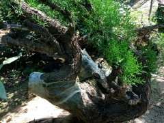 谁知道 哪里有卖柏树下山桩的 不卖找好