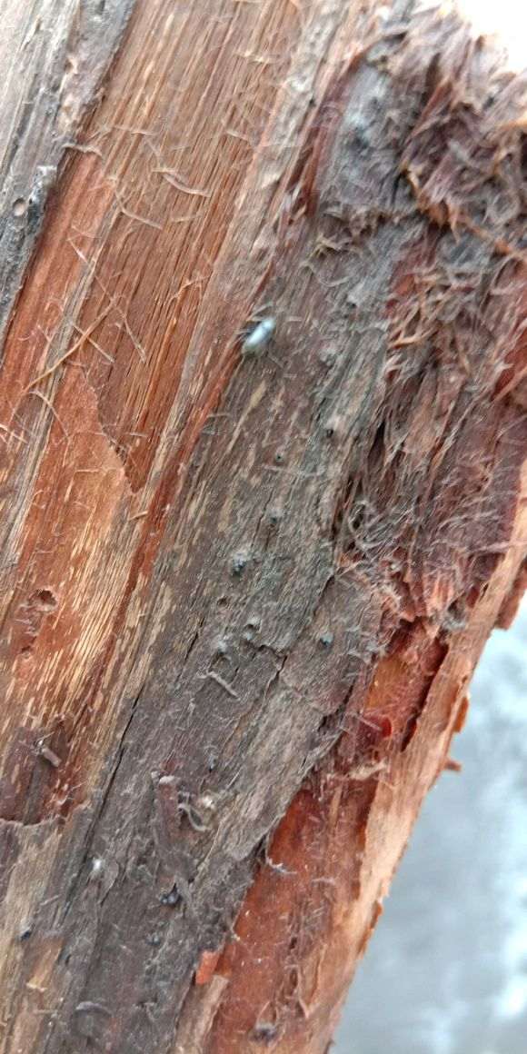 柏树下山桩怎么生虫子了 用了啥药呢 图片