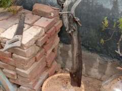 柏树下山桩怎么生虫子了 用了啥药呢 图片