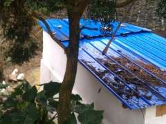 这是什么柏树下山桩 有20年了 图片