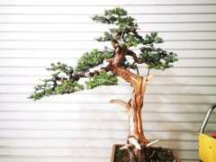 刚刚修剪的柏树下山桩 可以吗 图片