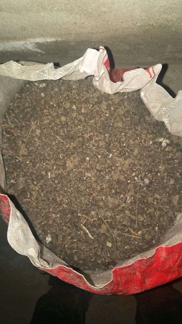 柏树下山桩怎么用腐叶土种植的方法 图片