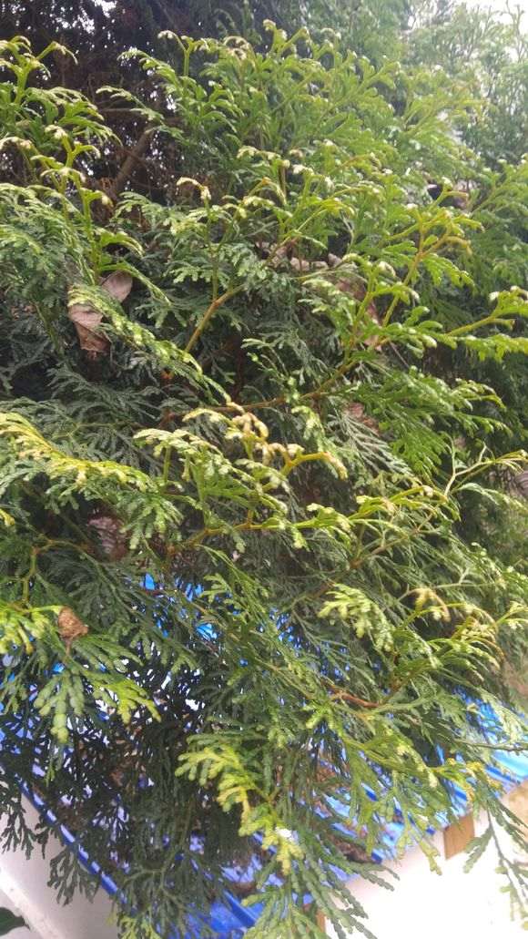 柏树下山桩怎么用腐叶土种植的方法 图片