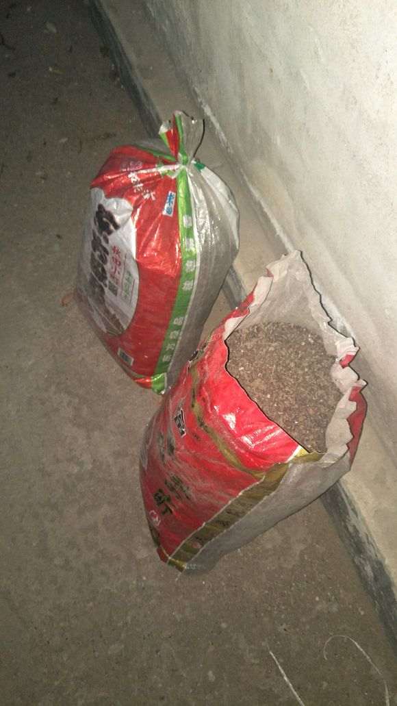 柏树下山桩怎么用腐叶土种植的方法 图片