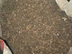 柏树下山桩怎么用腐叶土种植的方法 图片