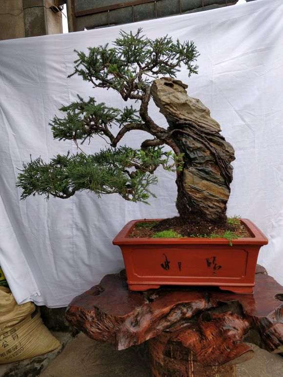 附石柏树下山桩怎么摘芽的方法 图片