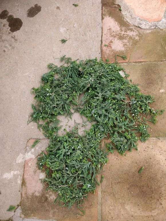 附石柏树下山桩怎么摘芽的方法 图片