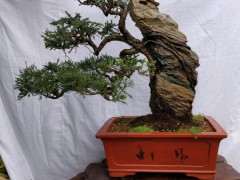 附石柏树下山桩怎么摘芽的方法 图片