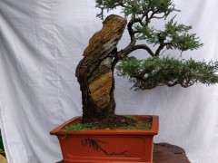 为什么柏树下山桩要栽家里 图片