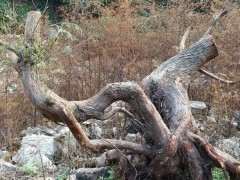 柏树下山桩怎么栽容易活啊 图片