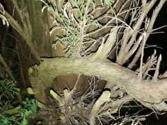 柏树下山桩高压好生根吗 图片