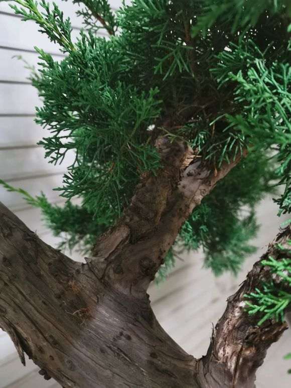 图解 刚刚帮朋友初整的柏树下山桩 怎么样