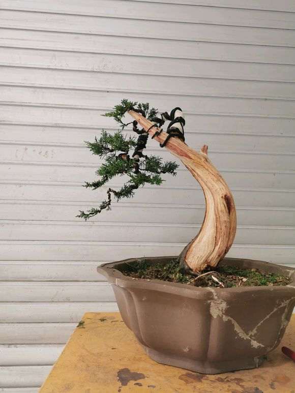 图解 刚刚帮朋友初整的柏树下山桩 怎么样