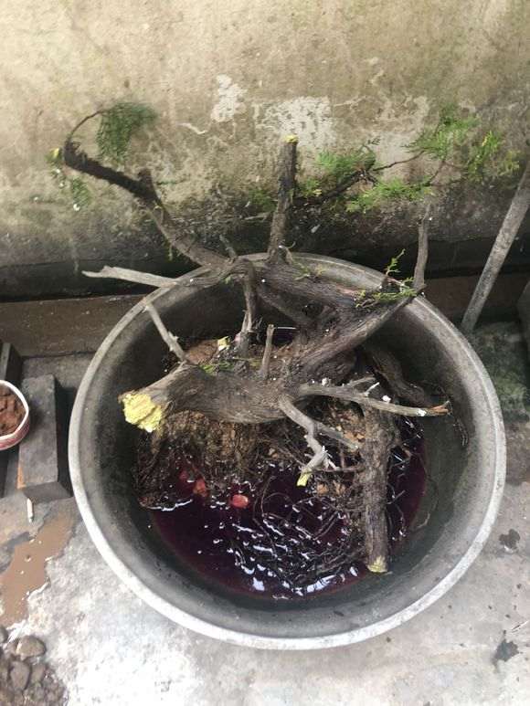 柏树下山桩用河沙种植 可以成活吗 图片