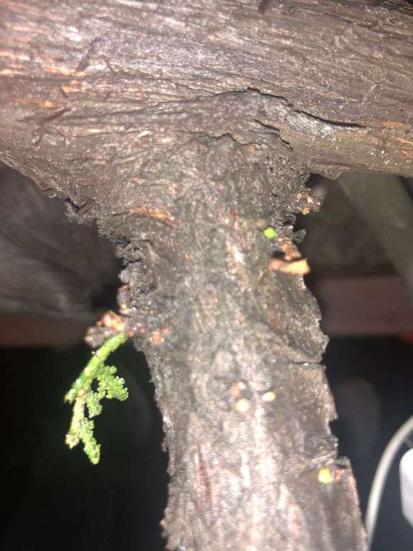 柏树下山桩用河沙种植 可以成活吗 图片