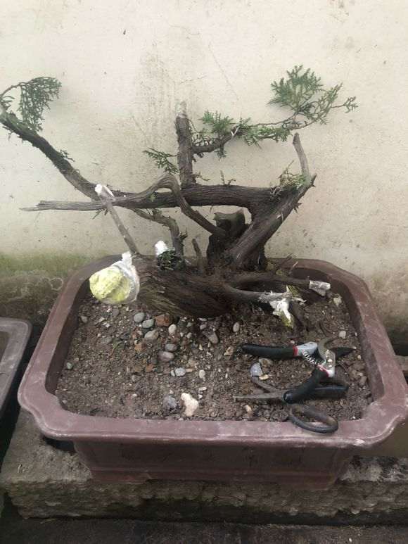 柏树下山桩用河沙种植 可以成活吗 图片