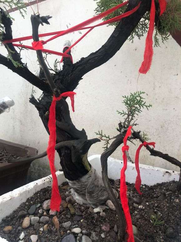 柏树下山桩用河沙种植 可以成活吗 图片