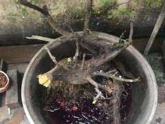 柏树下山桩用河沙种植 可以成活吗 图片