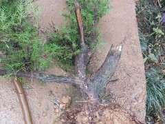 山上刚挖的下山桩 是普通的柏树吗 图片