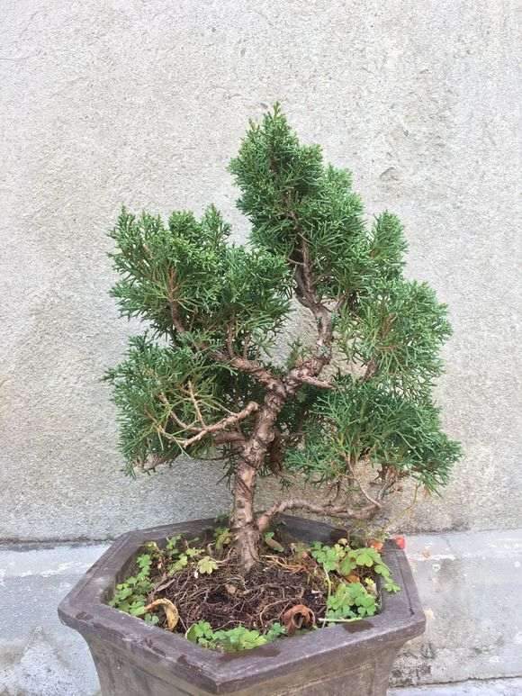 小柏树下山桩 一直不知道怎么弄 图片