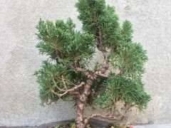 小柏树下山桩 一直不知道怎么弄 图片