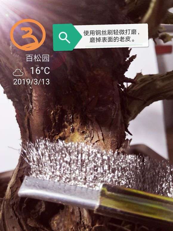 图解 柏树盆景的表皮怎么处理的方法