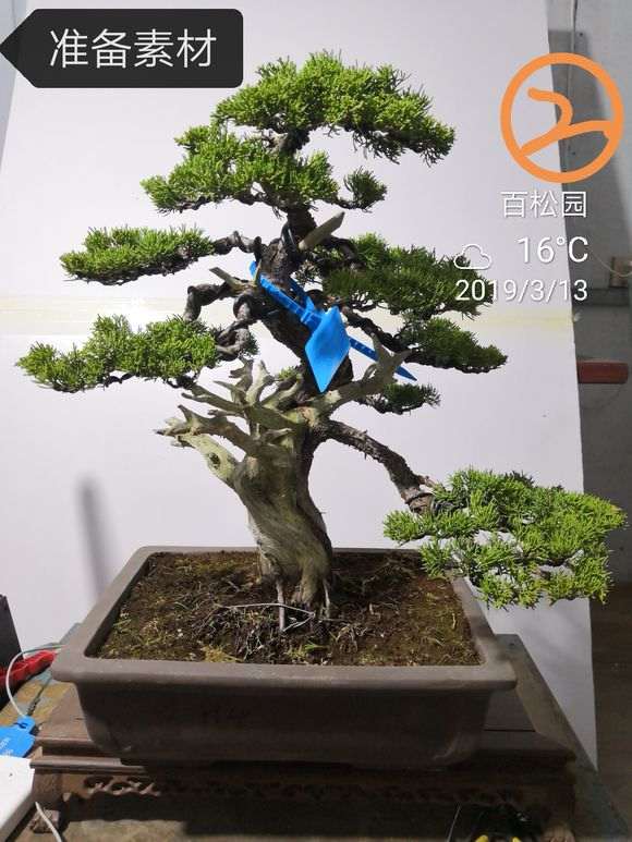 图解 柏树盆景的表皮怎么处理的方法