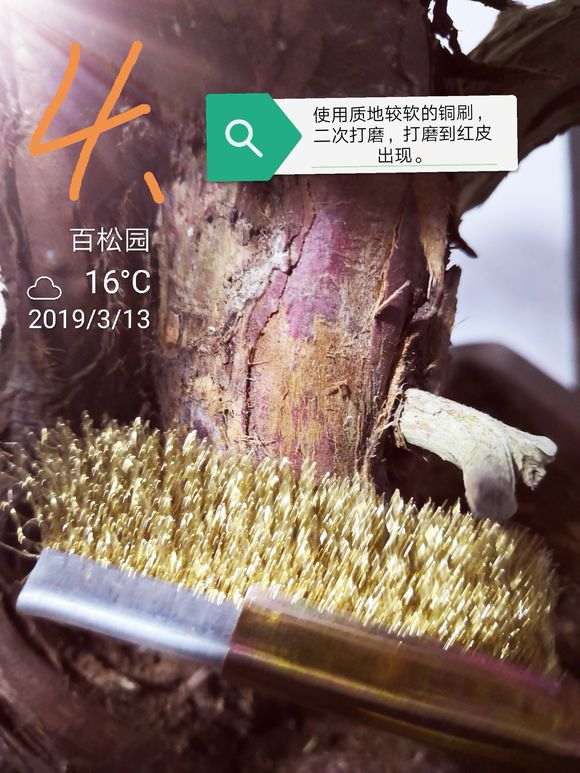 图解 柏树盆景的表皮怎么处理的方法
