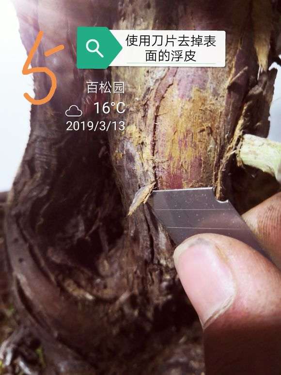 图解 柏树盆景的表皮怎么处理的方法